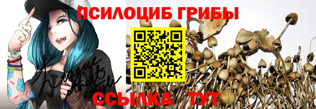 Псилоцибиновые грибы Psilocybe Норильск